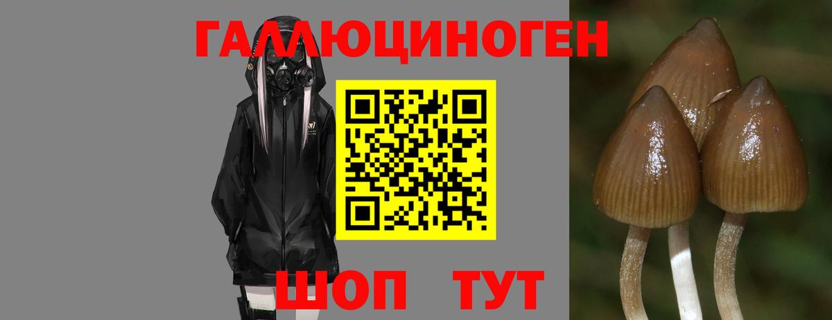 Галлюциногенные грибы Magic Shrooms  Галлюциногенные грибы Psilocybe  Гусиноозёрск 